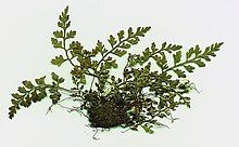 A small, uprooted fern, pinnately divided with lacy pinnae, showing their undersides