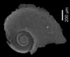 apical view of the shell