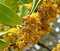 Azara petiolaris