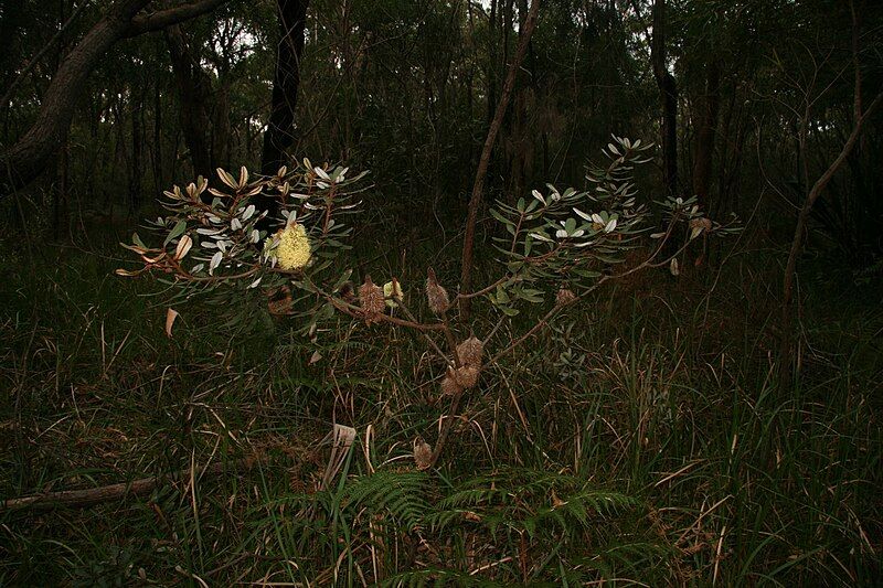 File:Banksia oblongfolia habit.JPG