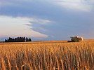 Barley field near the Syrian border