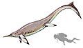 Besanosaurus - While Besanosaurus was described as lacking a caudal bend, it still has the neural spine reversal, so probably could use more of a caudal fin