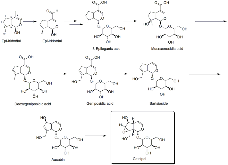 File:Biosynthesis of catalpol.png