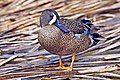 Blue-winged Teal, Anas discors