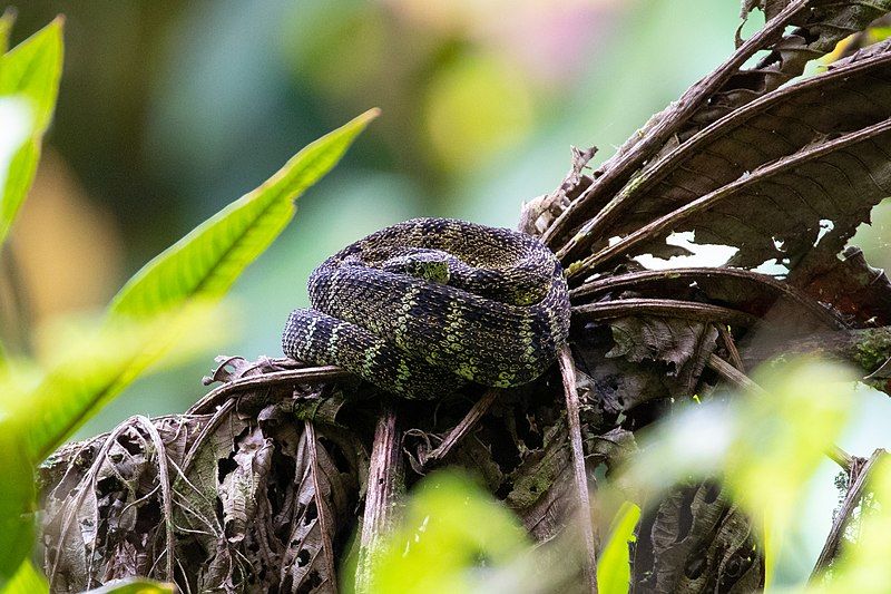 File:Bothrops chloromelas.jpg