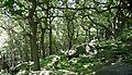 Shipley glen, near Bracken Hall.