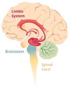 File:Brain limbicsystem.svg