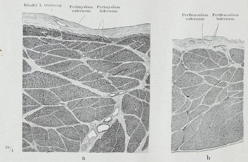 File:Braus 1921 42.png