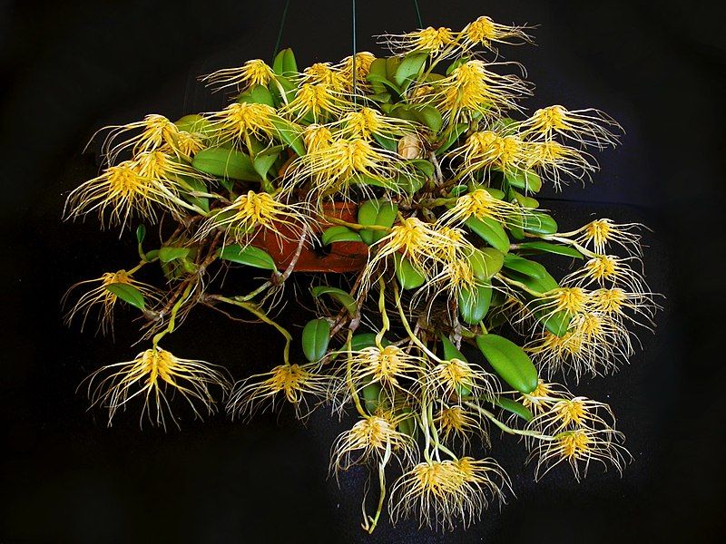 File:Bulbophyllum vaginatum 1.jpg