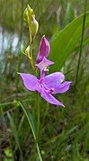 Calopogon tuberosus