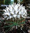 Calvatia sculpta