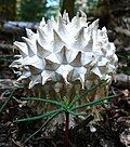 Calvatia sculpta puffball