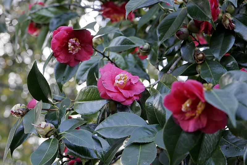 File:Camellia japonica flowers.jpg