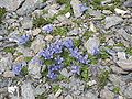 Campanula cenisia