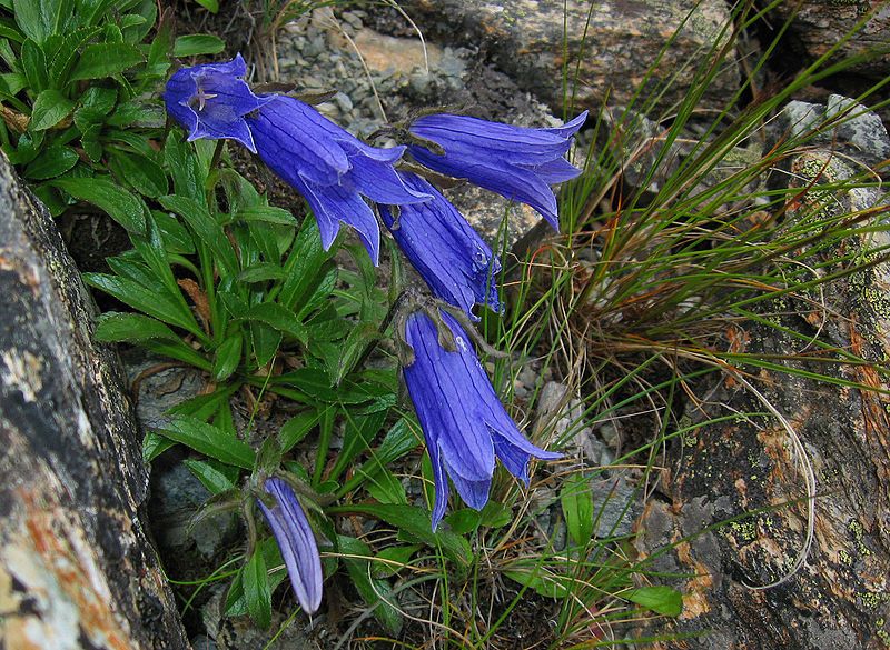 File:Campanula chamissonis 01.jpg