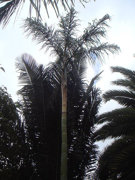 File:Ceroxylon vogelianum.JPG