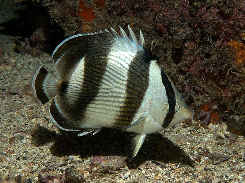 File:Chaetodon striatus Brasil.jpg