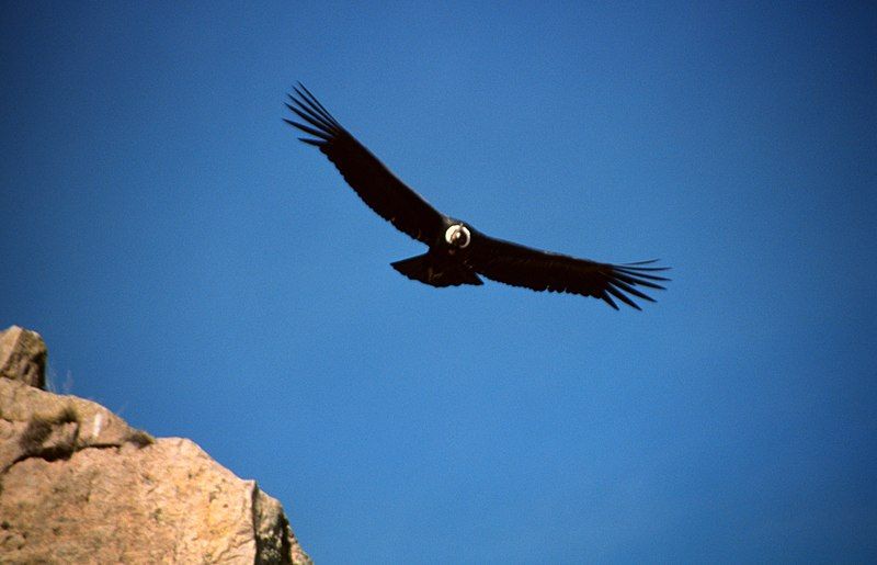 File:Colca-condor-c09.jpg