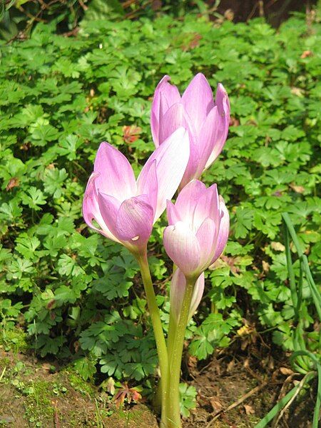 File:Colchicum bornmuelleri001.jpg