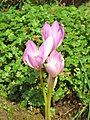 Colchicum bormuelleri