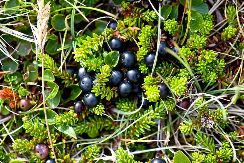 File:Crowberries.jpg