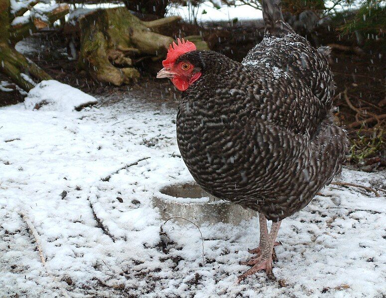 File:Cuckoo Marans.jpg