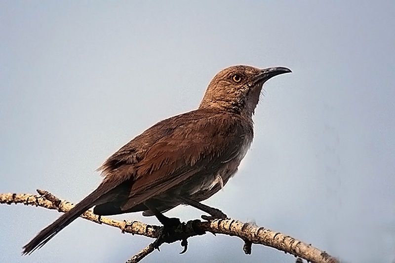 File:Curve-billed Thrasher.jpg