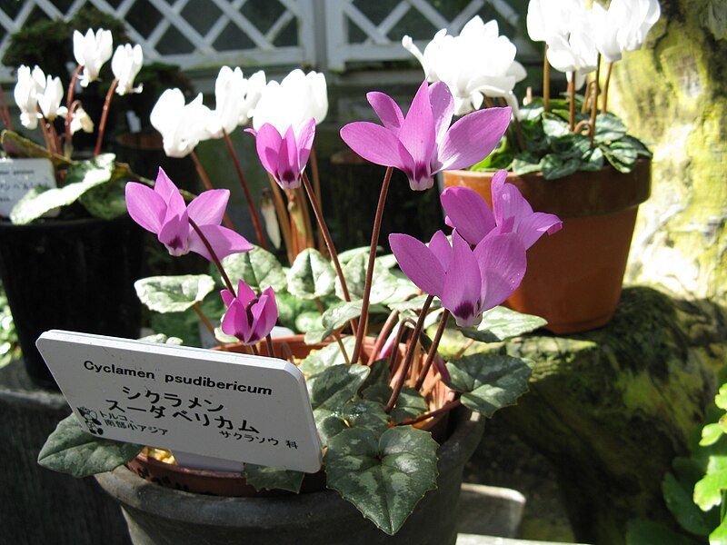 File:Cyclamen pseudibericum1.jpg