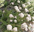 Eriogonum fasciculatum