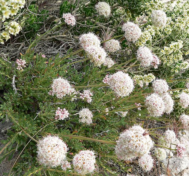 File:Eriogonum fasciculatum 3.jpg