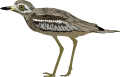 Eurasian Thick-knee