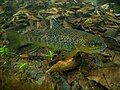 Brown trout (Salmo trutta)