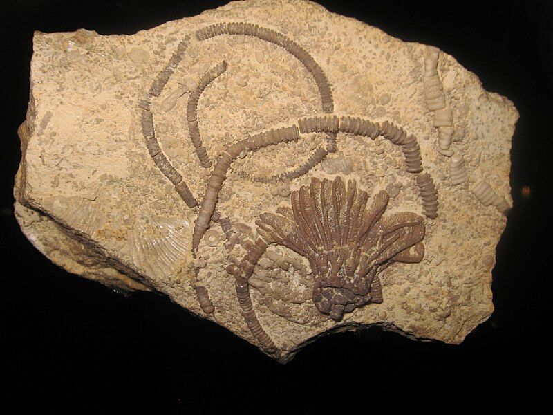 File:Fossilcinroid.JPG