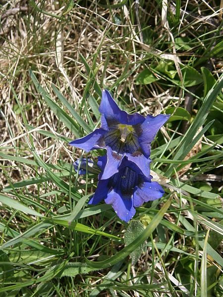 File:Gentiana acaulis 002.jpg