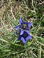 Gentiana acaulis