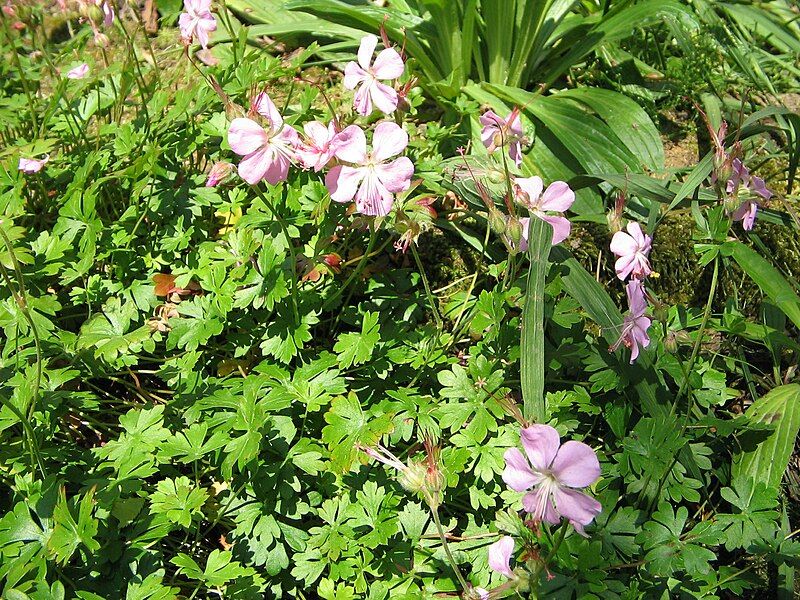 File:Geranium dalmaticum004.jpg