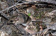 Brown dunnart