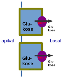 Glucose transporter 2 (GLUT2) also known as solute carrier family 2, member 2 (SLC2A2) is a transmembrane carrier protein that enables protein facilitated glucose movement across cell membranes