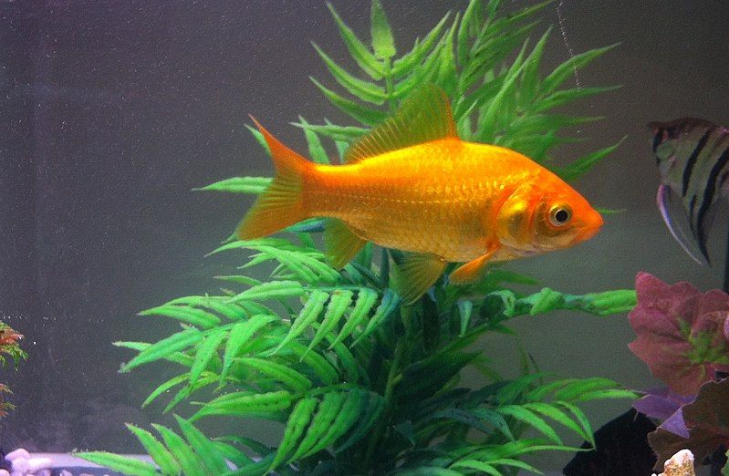 File:Gold fish1.jpg