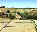 Fields near Samarkand