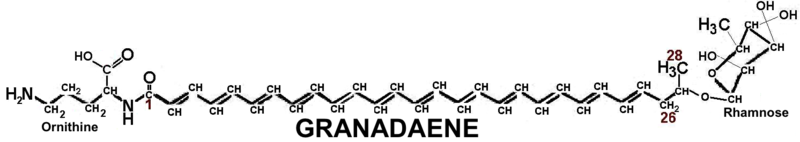 File:Granadaene.png