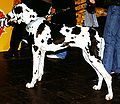 Great Dane