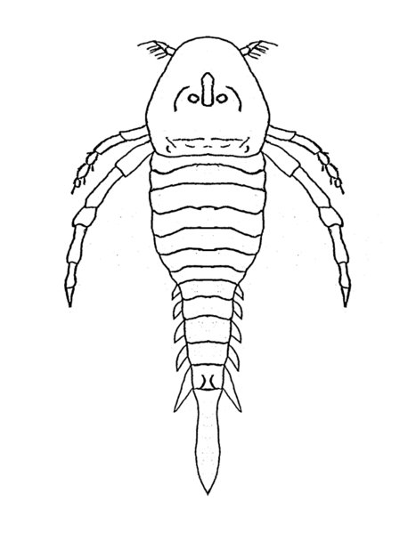 File:Hallipterus.png