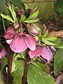 Helleborus orientalis subsp. abchasicus