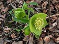 Helleborus bocconei