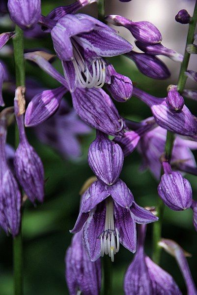 File:Hosta ventricosa3726837254.jpg