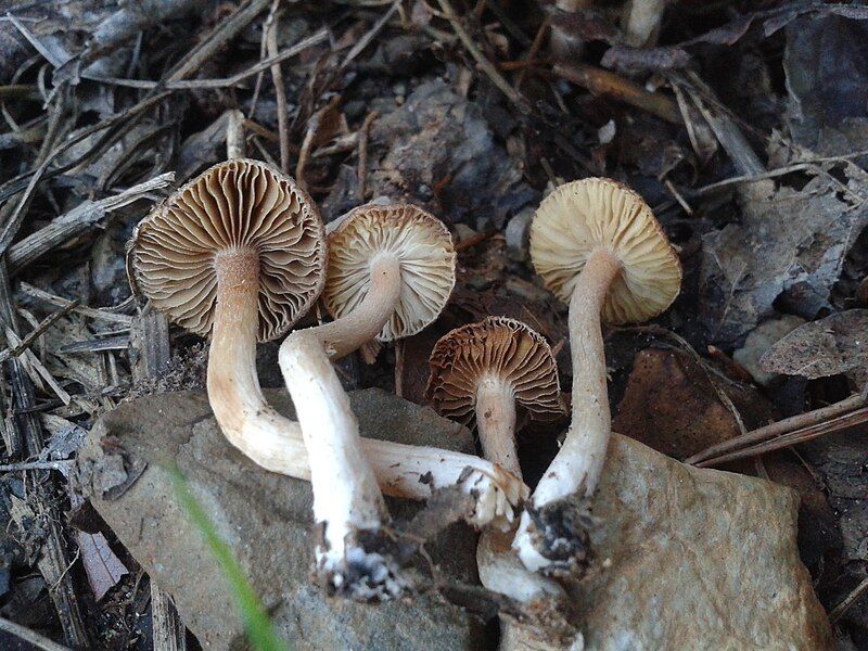 File:Inocybe griseolilacina 817949.jpg