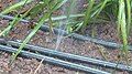 Leaks in micro-irrigation drip lines