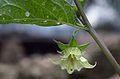 Flower of Jaltomata herrerae, Collection Mione et al. 564. Collected in Bolivia, Departamento La Paz at 3150 m elevation.