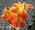 Canna 'Karla Dalebö', Dalebö 2007